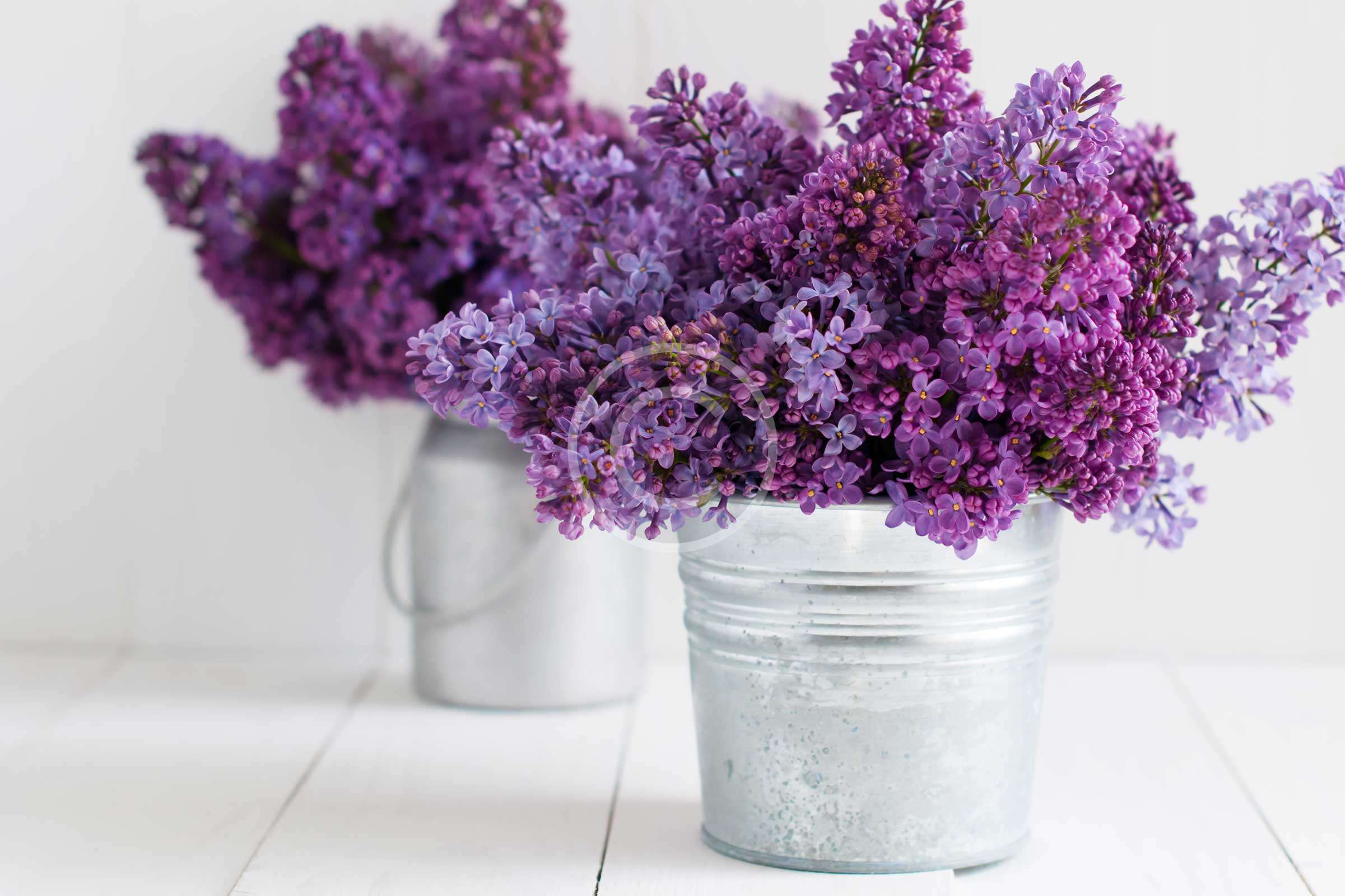 Nature’s Blooming Beauty in Your Living Room