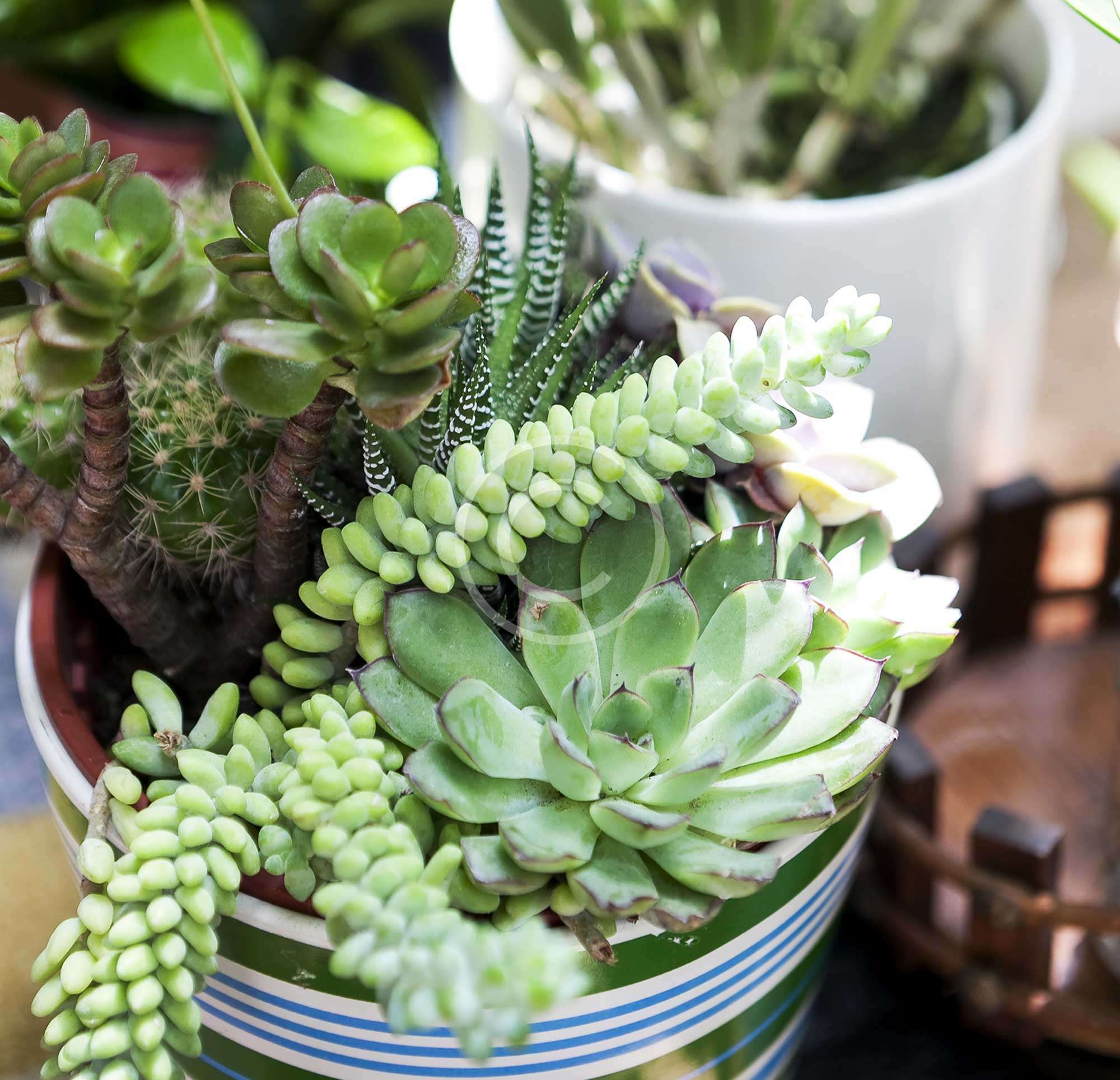 Making the Green Interior Design by Adding Plants