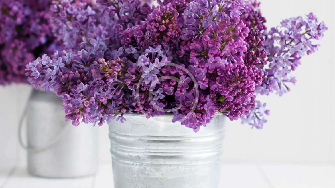 Plants for Bright Spots