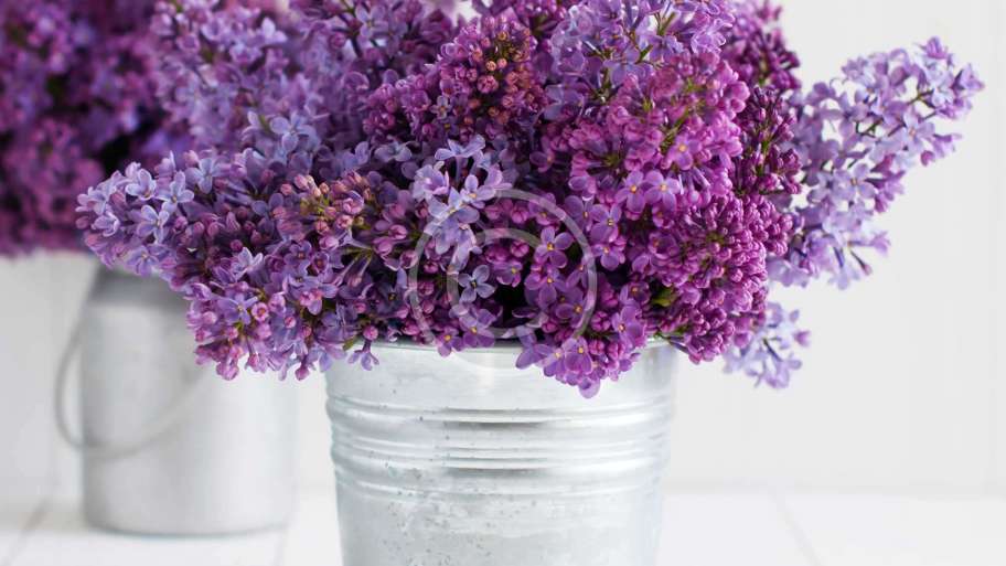 Plants for Bright Spots
