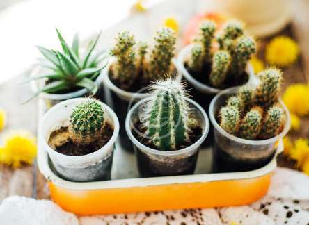 The plants that help purifying the air